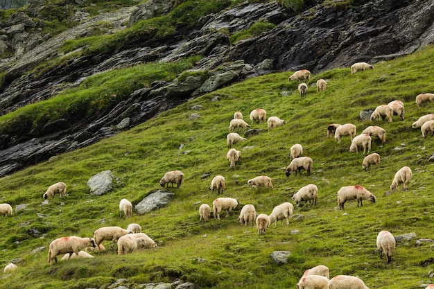 Schafe auf einer Wiese in den Bergen. Schöne Naturlandschaft auf Transfagarasan-Bergen in Rumänien