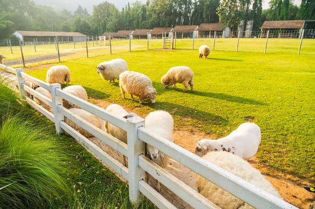 Schafe auf grünem Gras