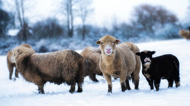 Foto schafe auf schneebedecktem land