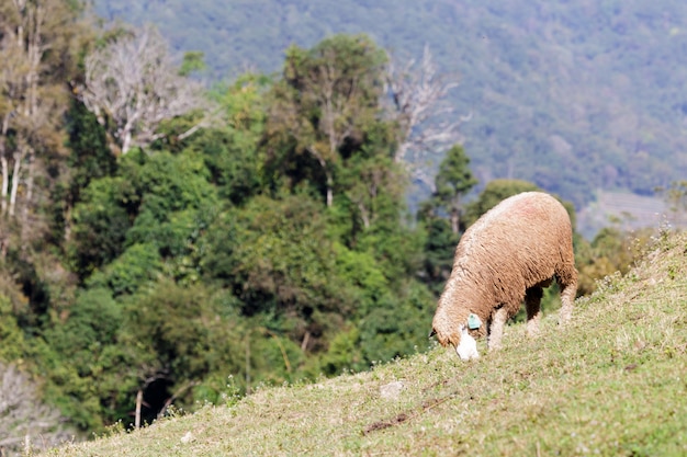 Schafe auf schönen Bergwiese