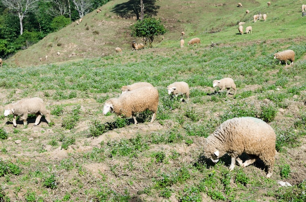 Schafe auf schöner Bergwiese