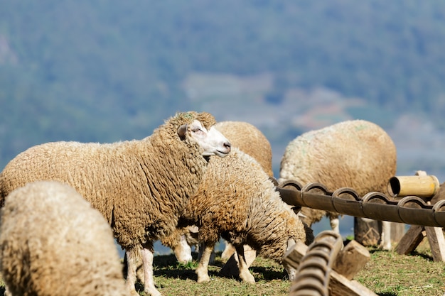 Schafe auf schöner Bergwiese