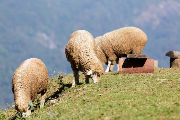 Schafe auf schöner Bergwiese