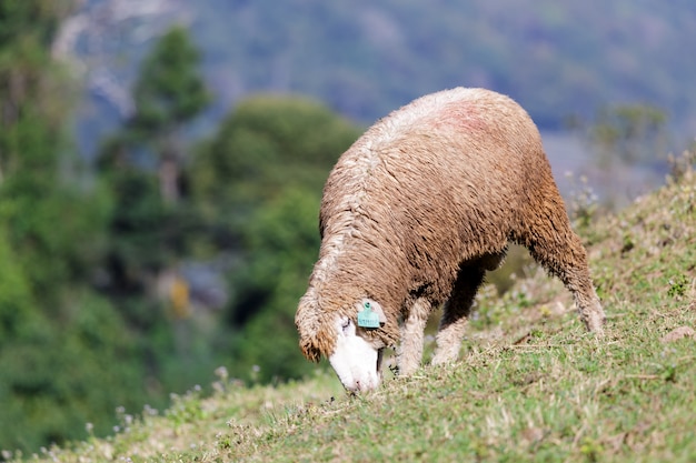 Schafe auf schöner Bergwiese