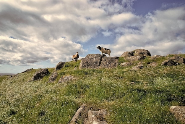 Schafe auf steinigem grünem Gras