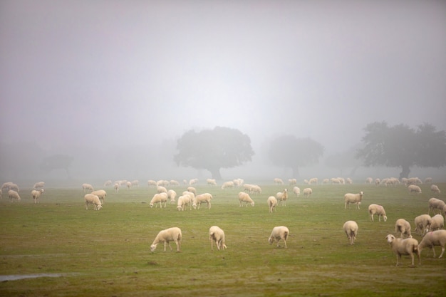 Schafe, die auf einer grünen Wiese weiden lassen