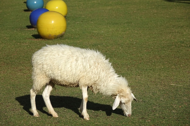 Schafe, die Gras im Feld essen essen