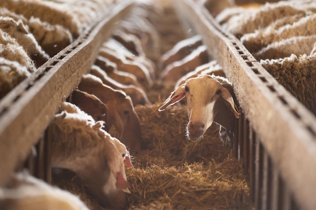 Schafe, die Heu im Schuppen fressen Haustiere, die im Stall füttern Rinderfutterkonzept Viehfarm