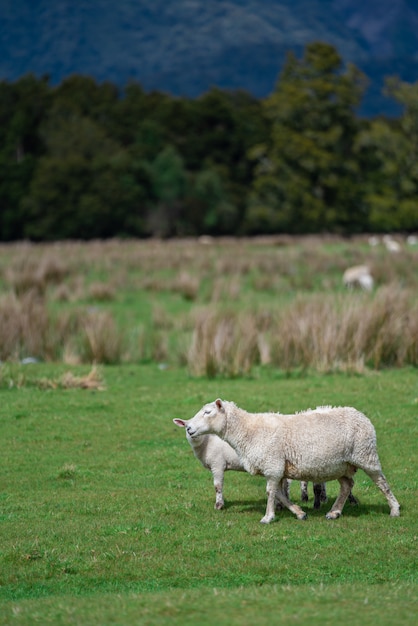 Schafe, die im Feld grasen