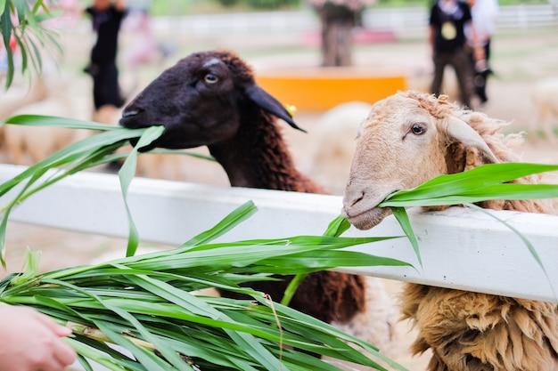 Schafe essen das Gras für Tierhintergrund oder -beschaffenheit.