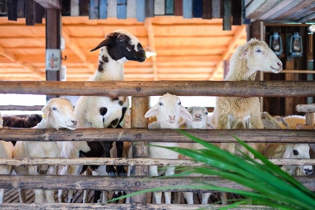 Schafe essen das Gras für Tierhintergrund oder -beschaffenheit.