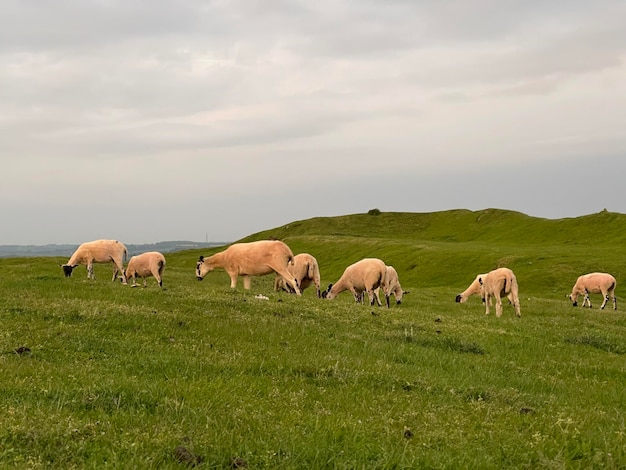 Schafe fressen Gras draußen in den Hügeln