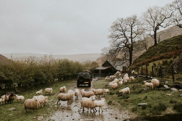 Schafe gehört während eines Roadtrips aufs Land