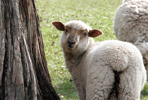 Schafe grasen auf dem Feld