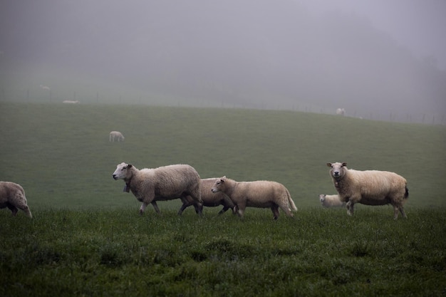 Schafe grasen auf der Weide. Nebel. Norwegen