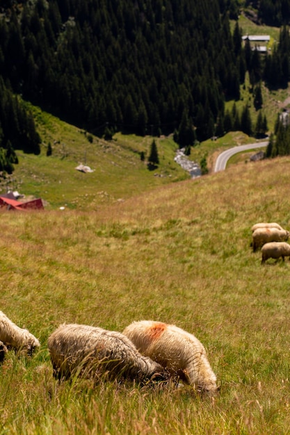 Schafe grasen auf der Wiese Schöne Landschaft in den Bergen mit einer Straßentransport-Garage-Route