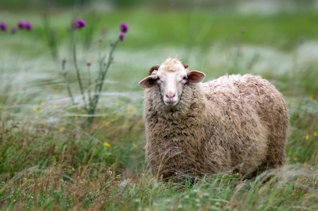 Schafe grasen auf einem Feld oder in einer Steppe