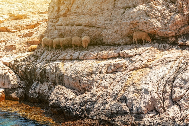 Foto schafe grasen auf einem felsen in der nähe des meeres. schafe grasen auf einem felsen in den bergen