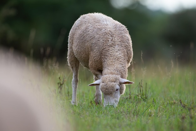 Schafe grasen im Frühjahr auf grünem Grasland auf dem Land