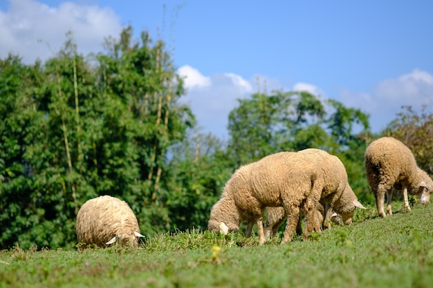 Schafe im Ackerland Wiese essend