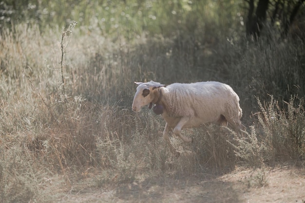 Schafe im Fahrerlager auf Weizenfeld HintergrundNutztiere Tierhaltung und Landwirtschaft