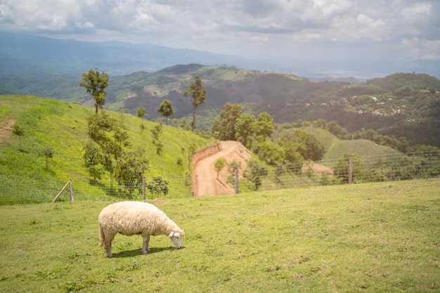 Schafe im Feld auf dem Berg