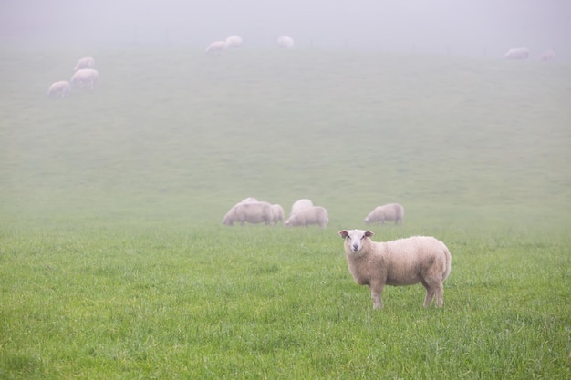 Schafe im Nebel