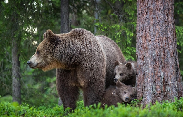 Foto schafe im wald