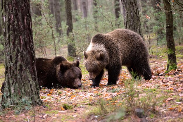 Foto schafe im wald