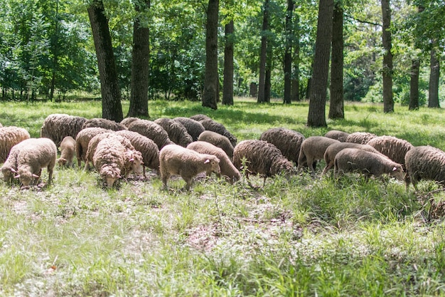 Schafe im Wald