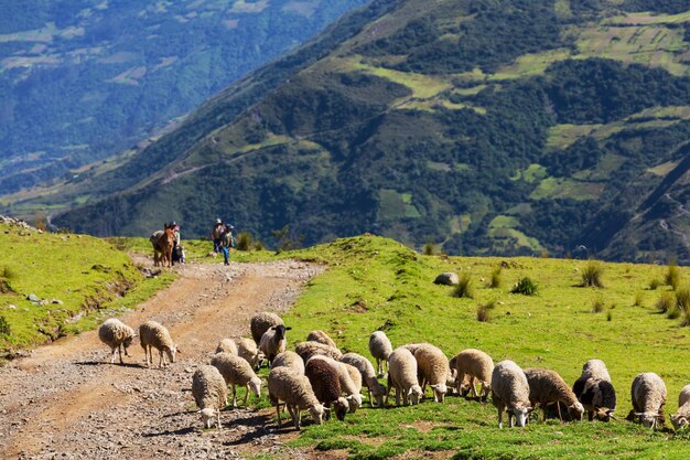 Foto schafe in bolivien