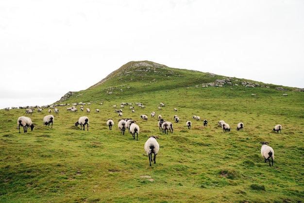 Schafe in den Bergen der Pyrenäen Frankreich. Camino de santiago