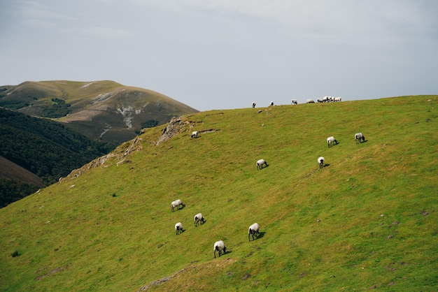 Schafe in den Bergen der Pyrenäen Frankreich. Camino de santiago