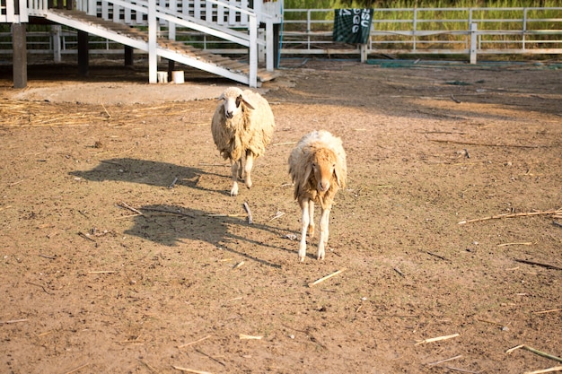 Schafe in der Farm