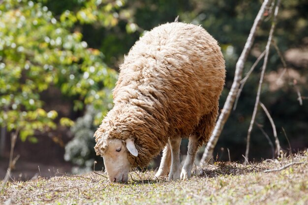 Schafe in der Natur auf der Wiese Landwirtschaft im Freien