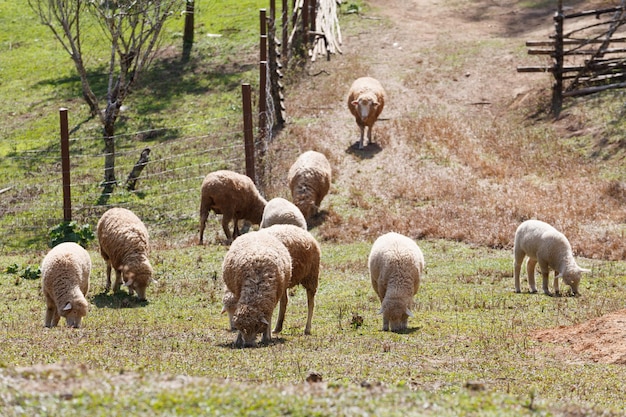 Schafe in der Natur auf der Wiese Landwirtschaft im Freien