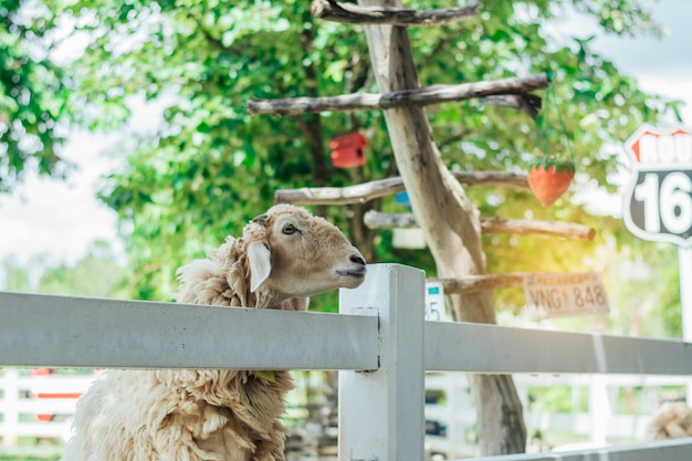 Schafe in der Schaffarm warten auf Fütterung