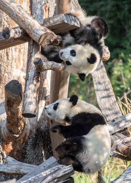 Foto schafe in einem zoo