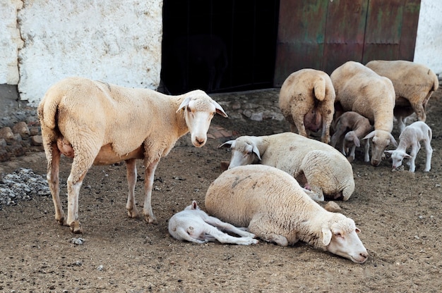 Schafe in einer Farm.Badajoz.Spain