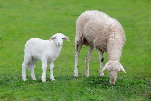 Schafe mit ihrem weiden lassenden Kalb