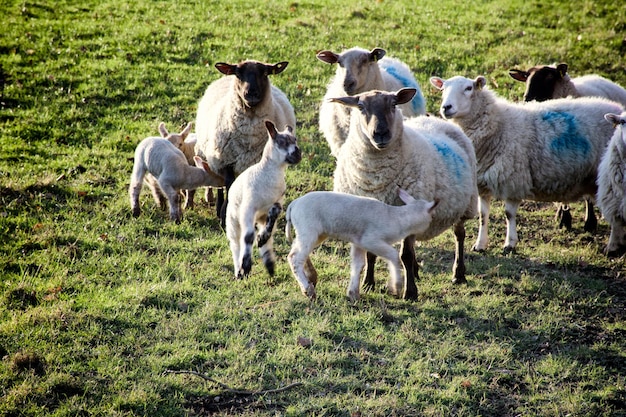 Foto schafe mit lämmen auf einem grasbewachsenen feld