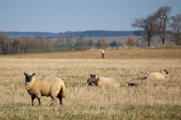 Schafe mit Lämmern auf der Weide im Frühling