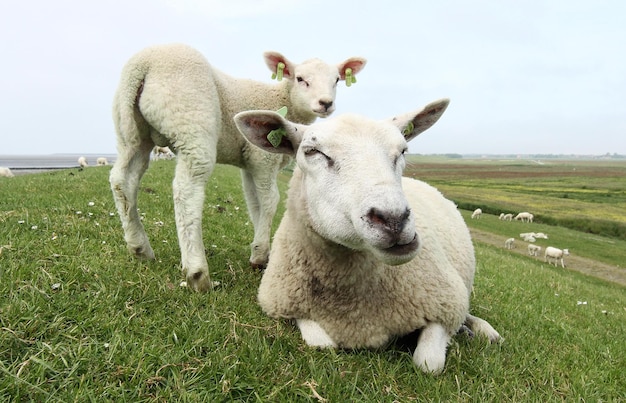 Schafe mit Lamm auf dem Grasfeld