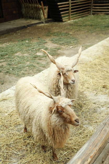 Schafe mit Spiralhörnern oder Racka-Schafe