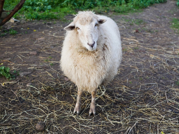 Schafe schauen in die Kamera. Schafe, die Kamera auf dem Feld betrachten.