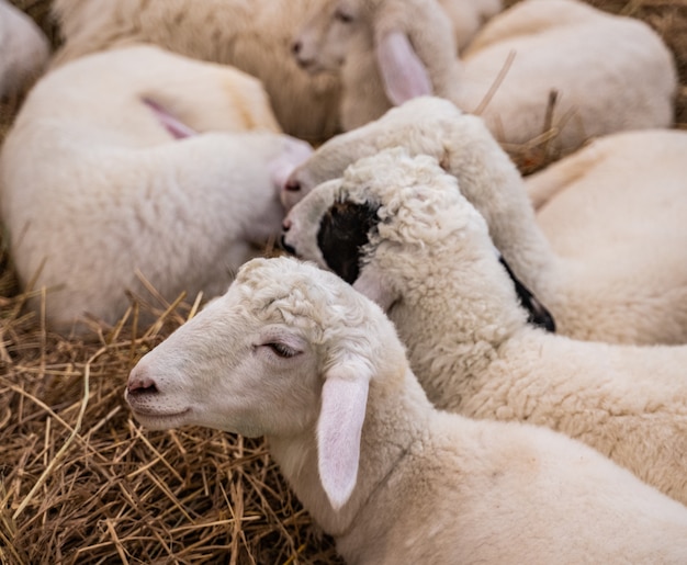 Foto schafe schlafen auf der farm