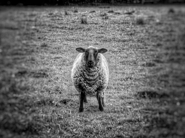 Foto schafe stehen auf dem feld