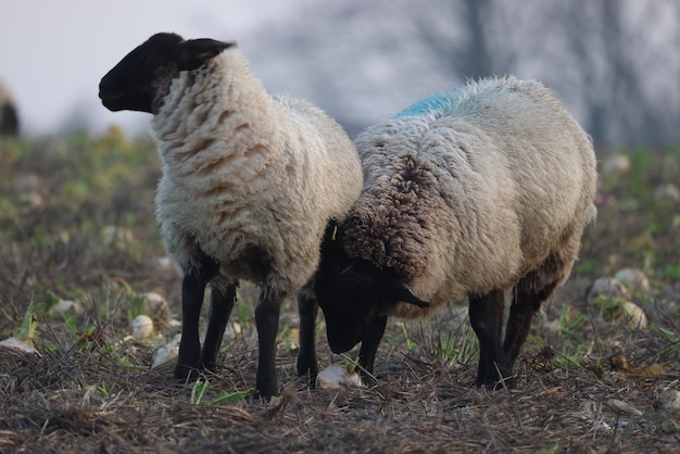 Foto schafe stehen auf einem feld