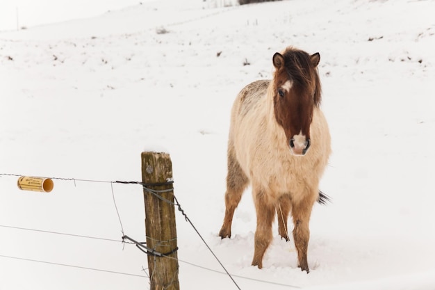 Foto schafe stehen auf schneebedecktem land