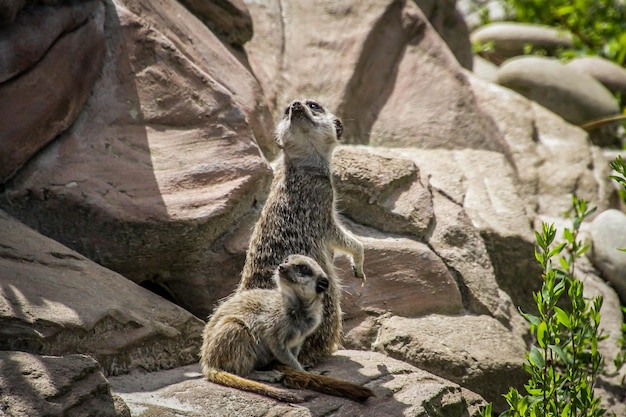 Foto schafe stehen im zoo auf einem felsen